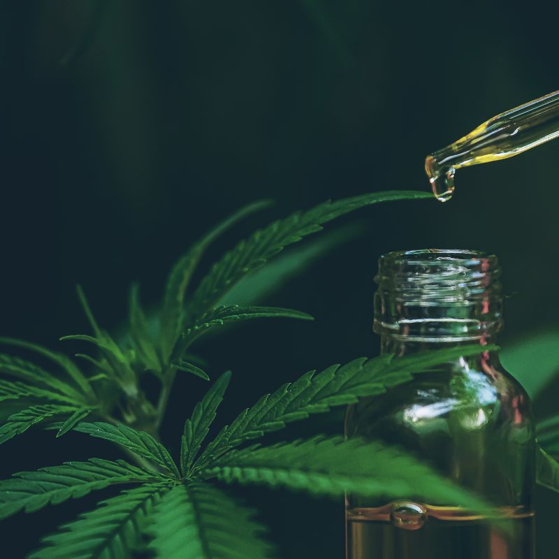 Cannabis Extraction