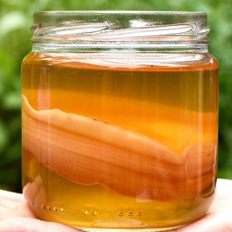 Kombucha / Tea Brewing