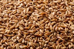Briess Blonde Roast Oat Whole Kernel Malt