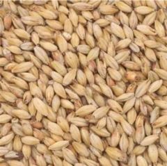 Briess Bolander  Munich 10L 