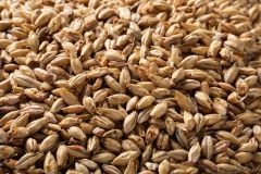 Briess Asheburne Mild Whole Kernel Malt