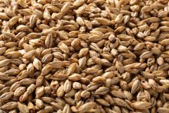 Briess Brewer's Whole Kernel Malt