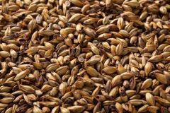 Briess Caramel 80 L. Whole Kernel Malt