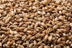 Briess Aromatic Malt Whole Kernel 