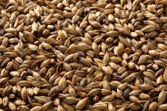 Briess Extra Special Malt Whole Kernel 