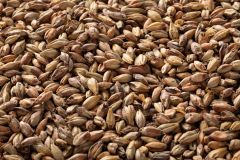 Briess Victory Whole Kernel Malt