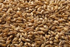 Briess Carapils Whole Kernel Malt