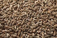 Briess Rye Whole Kernel Malt
