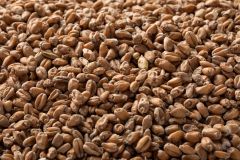 Briess Red Wheat Whole Kernel Malt