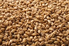 Briess White Wheat Whole Kernel Malt