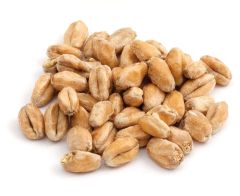 Durst Wheat Whole Kernel Malt